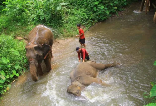 private-chiang-mai-elephant-river-bathing