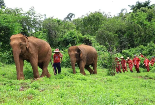 Private Chiang Mai Elephant Walking Experience