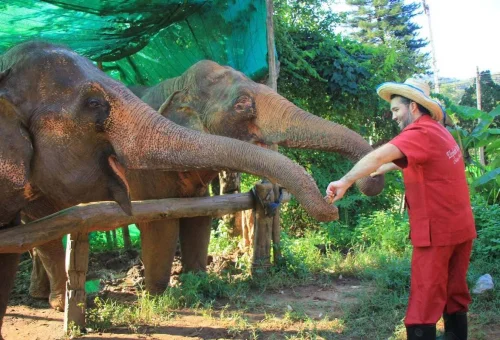 Private Chiang Mai Elephant Feeding Experience