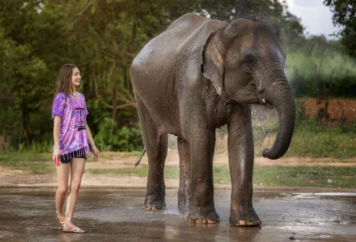 chiang-mai-elephant-shower-experience