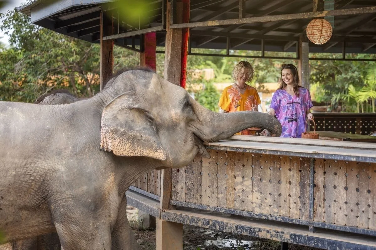 Visitors feeding elephants at Elephant Jungle Sanctuary in Chiang Mai
