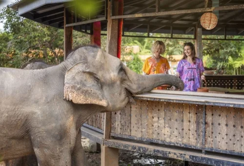 Elephant Feeding Chiang Mai Sanctuary