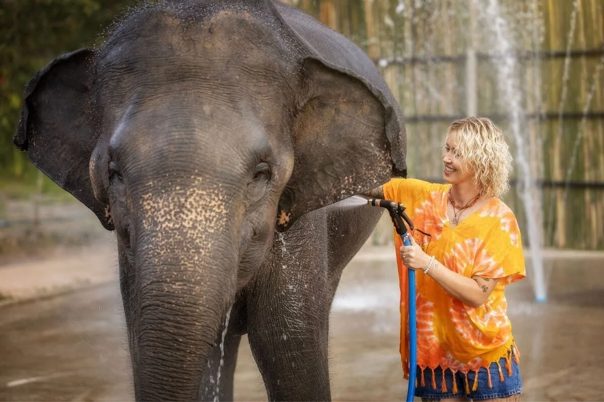 Visitor bathing an elephant during the Chiang Mai Elephant Jungle Sanctuary experience