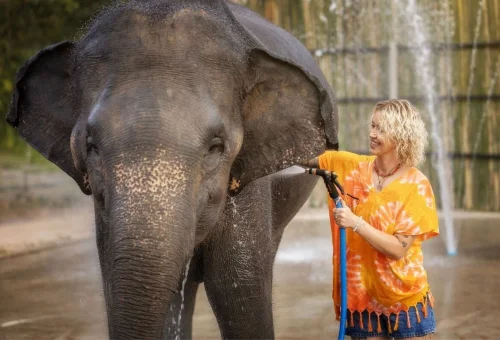 Elephant Bathing Chiang Mai