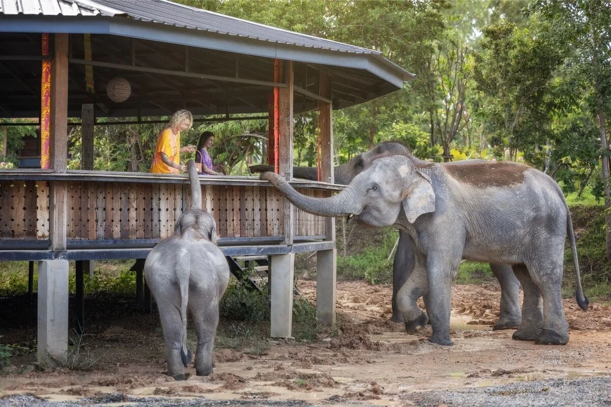 Visitors feeding elephants from a viewing platform at Elephant Jungle Sanctuary Chiang Mai