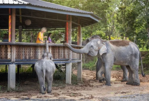 chiang-mai-elephant-feeding-experience
