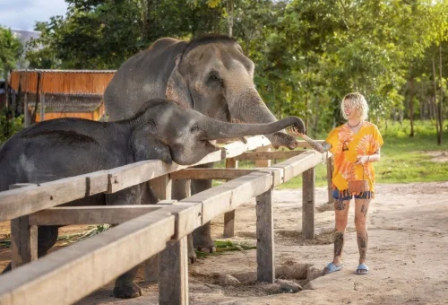 feed-elephants-chiang-mai-tour