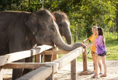 Visitors interacting with elephants at Elephant Jungle Sanctuary Chiang Mai