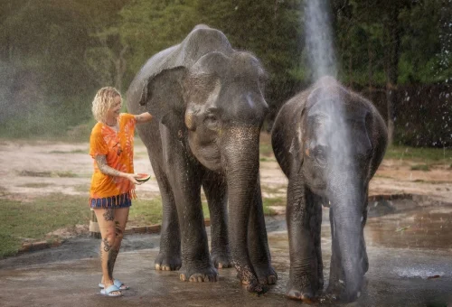 Visitors showering elephants at Elephant Jungle Sanctuary Chiang Mai