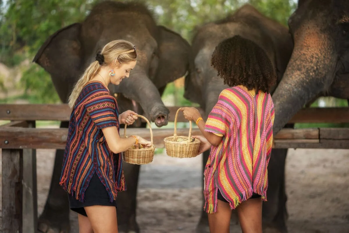 Visitors feeding elephants at Elephant Jungle Sanctuary Chiang Mai
