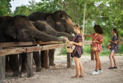 Visitors feeding elephants at Elephant Jungle Sanctuary in Chiang Mai Thailand