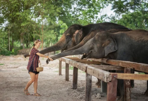 Feed Elephants Chiang Mai Elephant Sanctuary