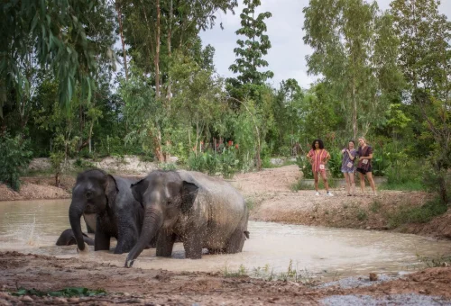 Chiang Mai Elephants Natural Sanctuary