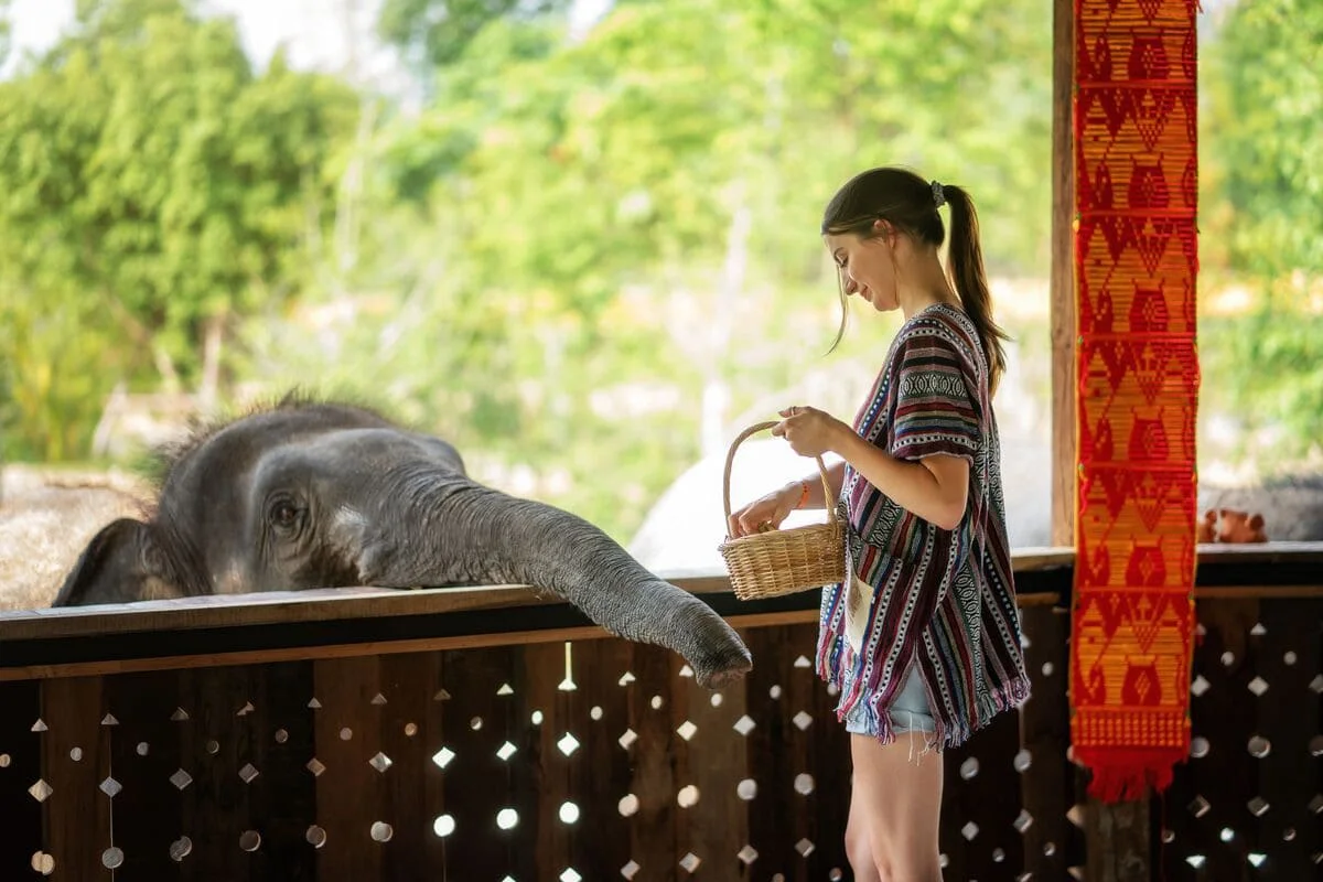 Visitor feeding a friendly elephant at Elephant Jungle Sanctuary in Chiang Mai