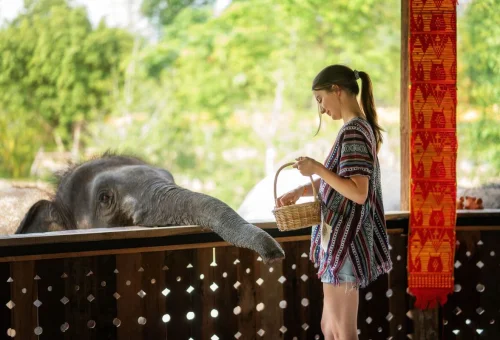 Feed Elephant Chiang Mai Elephant Sanctuary