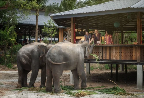 Visitors watching and feeding elephants during the Feed Craft and Chill experience in Chiang Mai