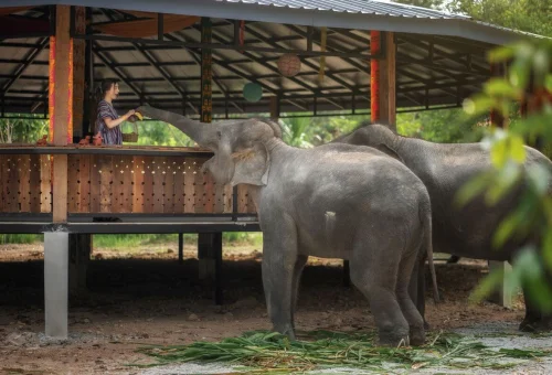 Elephants relaxing freely at Elephant Jungle Sanctuary Chiang Mai while a visitor feeds them