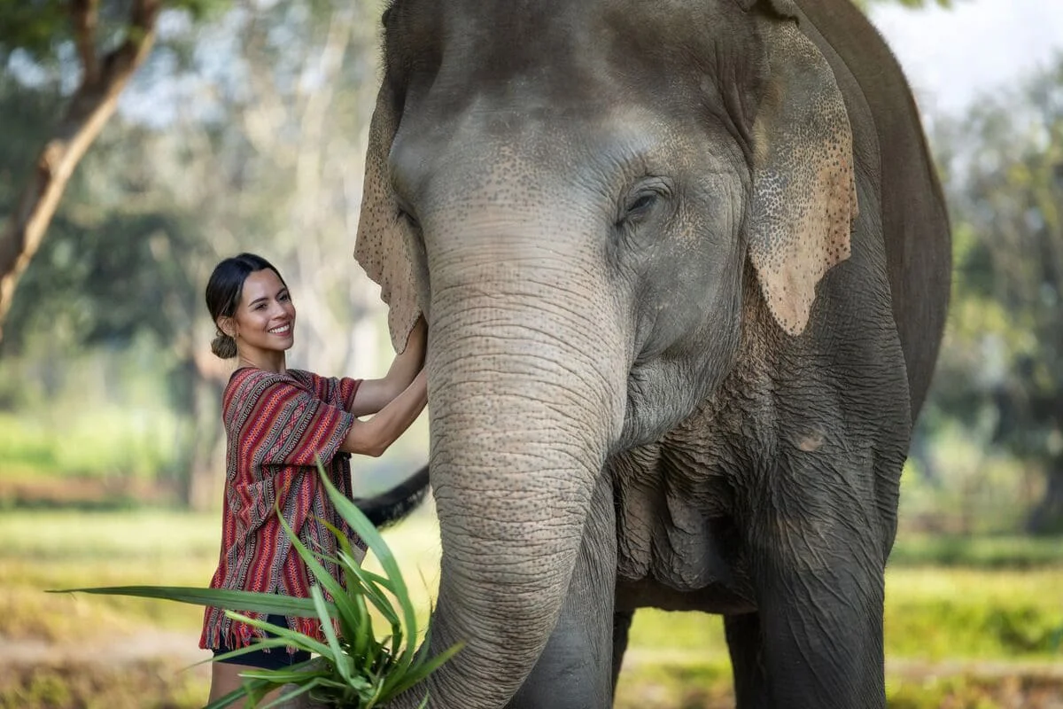 Visitor standing beside a rescued elephant at Elephant Jungle Sanctuary Chiang Mai