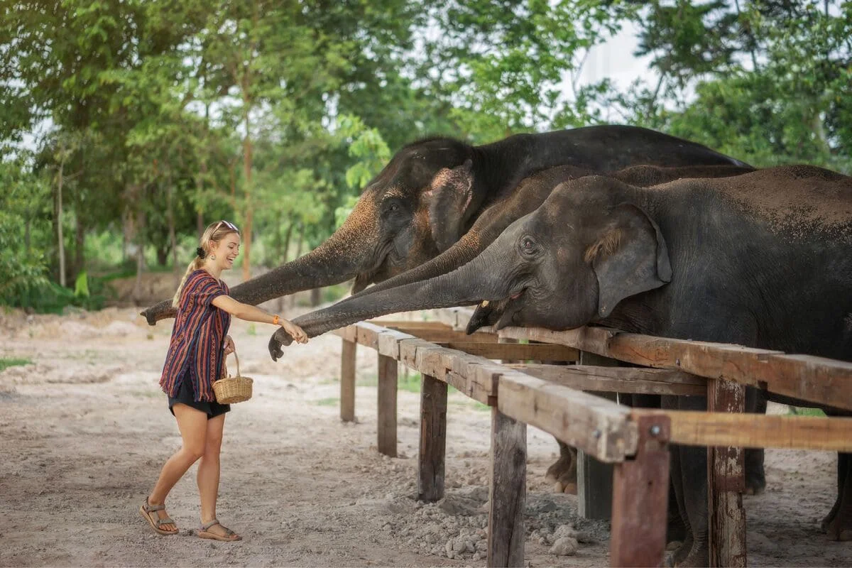Guest feeding elephants at Chiang Mai Elephant Jungle Sanctuary