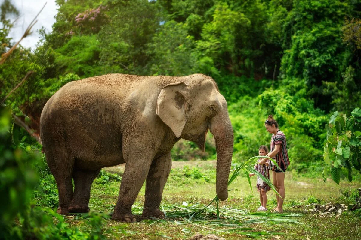 Family observing an elephant in the natural surroundings of Chiang Mai Elephant Sanctuary