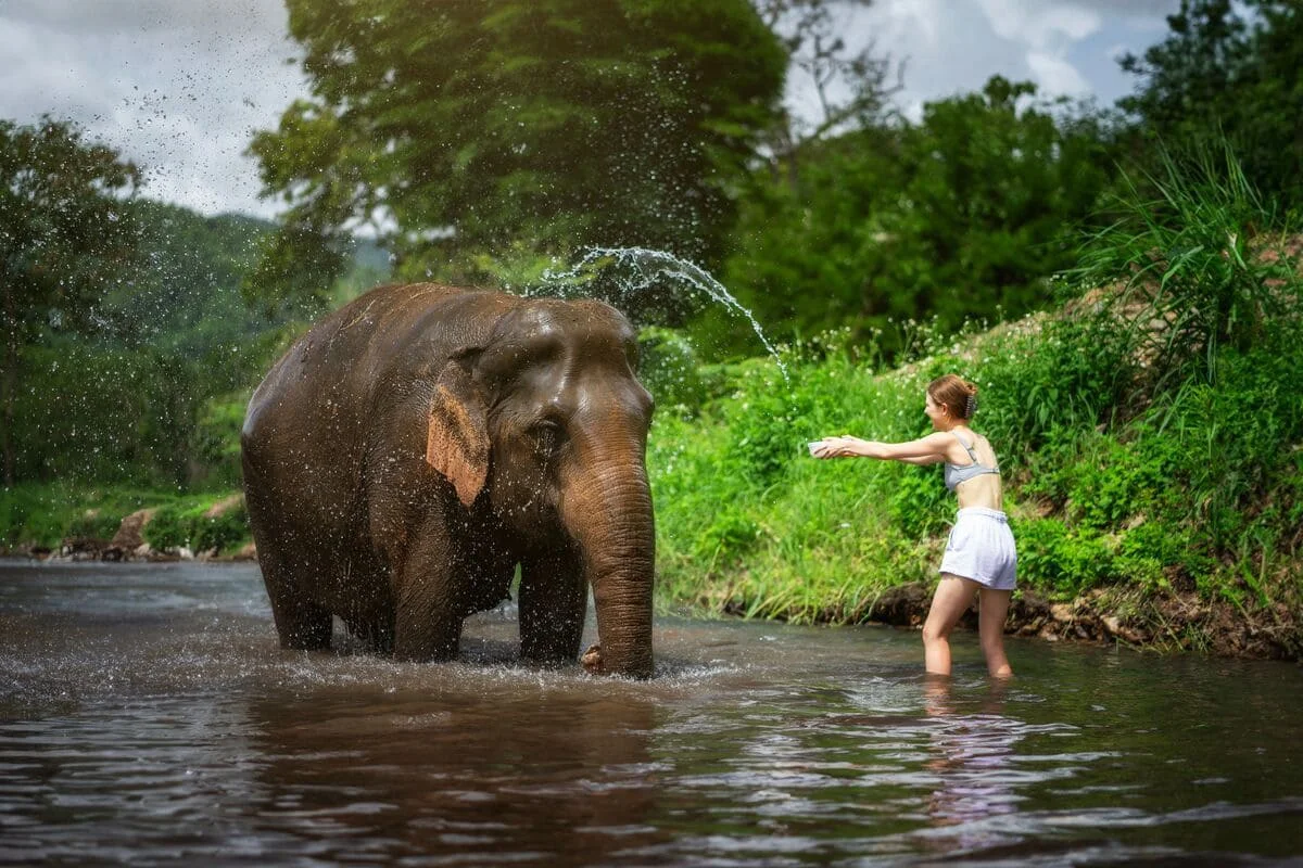 Elephant enjoying a bath in a river during a Chiang Mai elephant experience