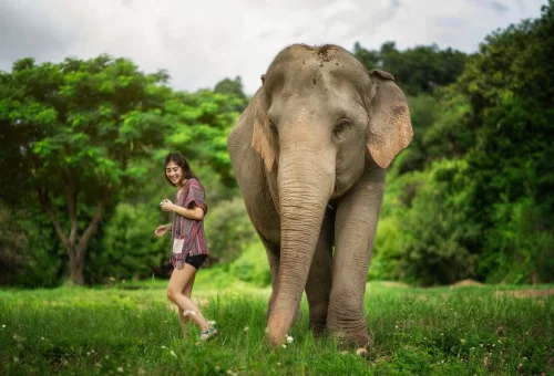 chiang-mai-elephant-jungle-sanctuary-half-day-1