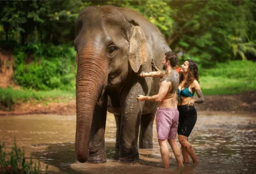 chiang-mai-elephant-bathing-experience