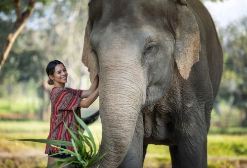 CM-HD-chiang-mai-elephant-close-up-sanctuary