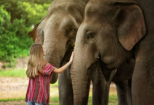 ethical-elephant-experience-chiang-mai-thailand