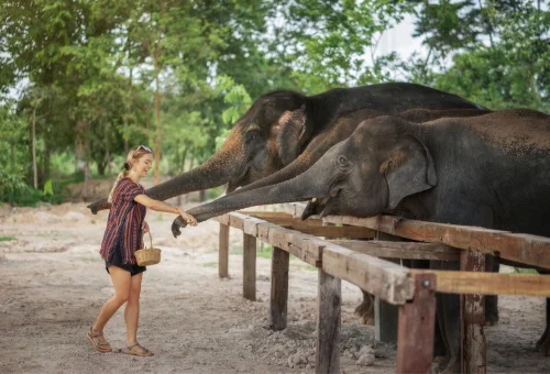 Guest feeding elephants at Chiang Mai Elephant Jungle Sanctuary
