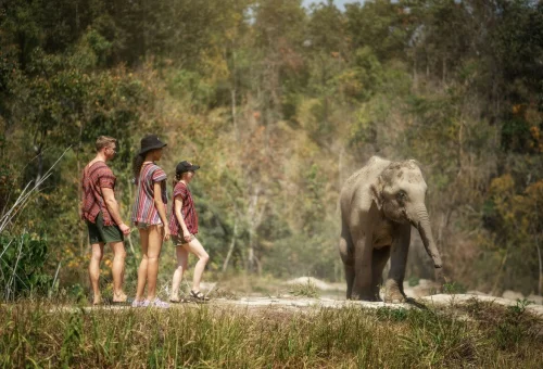 Elephant Jungle Sanctuary Chiang Mai Elephants