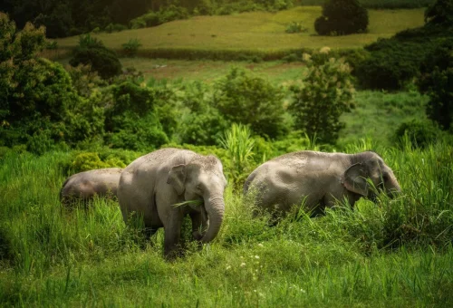Elephants Nature Chiang Mai Sanctuary