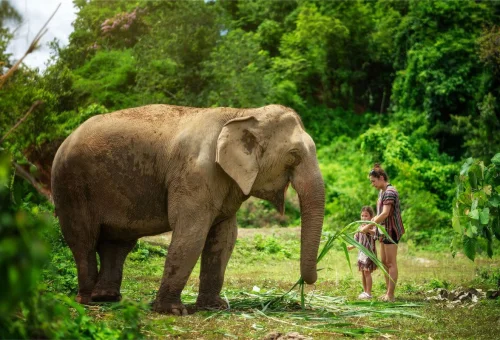 Chiang Mai Elephant Sanctuary Ethical Experience