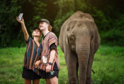 Visitors enjoying the Watch Me Experience with an elephant at Elephant Jungle Sanctuary Chiang Mai