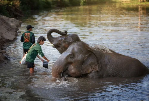 Elephant Jungle Sanctuary Chiang Mai Elephant Bathing