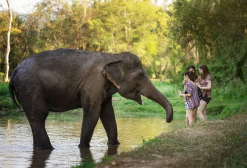 Chiang Mai Elephant Watching Experience Riverside