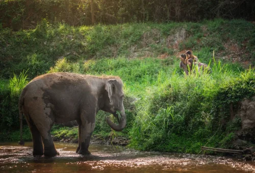 Watch Elephants Natural Habitat Chiang Mai