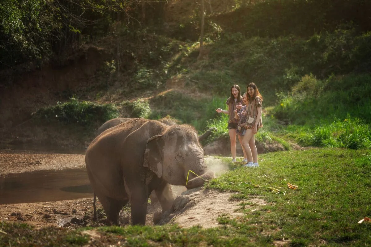 Visitors observing an elephant in its natural environment during the Watch Me Experience at Elephant Jungle Sanctuary Chiang Mai