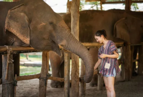 Visitor enjoying a respectful elephant encounter at Elephant Jungle Sanctuary Chiang Mai
