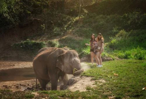Visitors observing an elephant in its natural environment during the Watch Me Experience at Elephant Jungle Sanctuary Chiang Mai