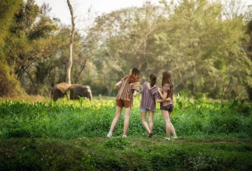 elephant-jungle-sanctuary-chiang-mai-watch-elephants-naturally