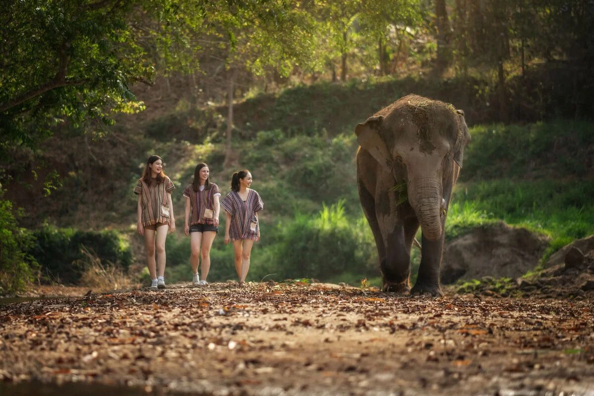 Visitors walking through nature while observing an elephant at Chiang Mai Elephant Jungle Sanctuary