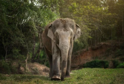 chiang-mai-elephant-jungle-sanctuary-elephant-watching