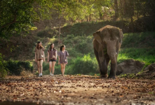 Visitors walking through nature while observing an elephant at Chiang Mai Elephant Jungle Sanctuary