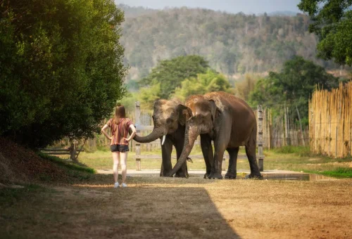 chiang-mai-elephant-watch-me-experience-elephants