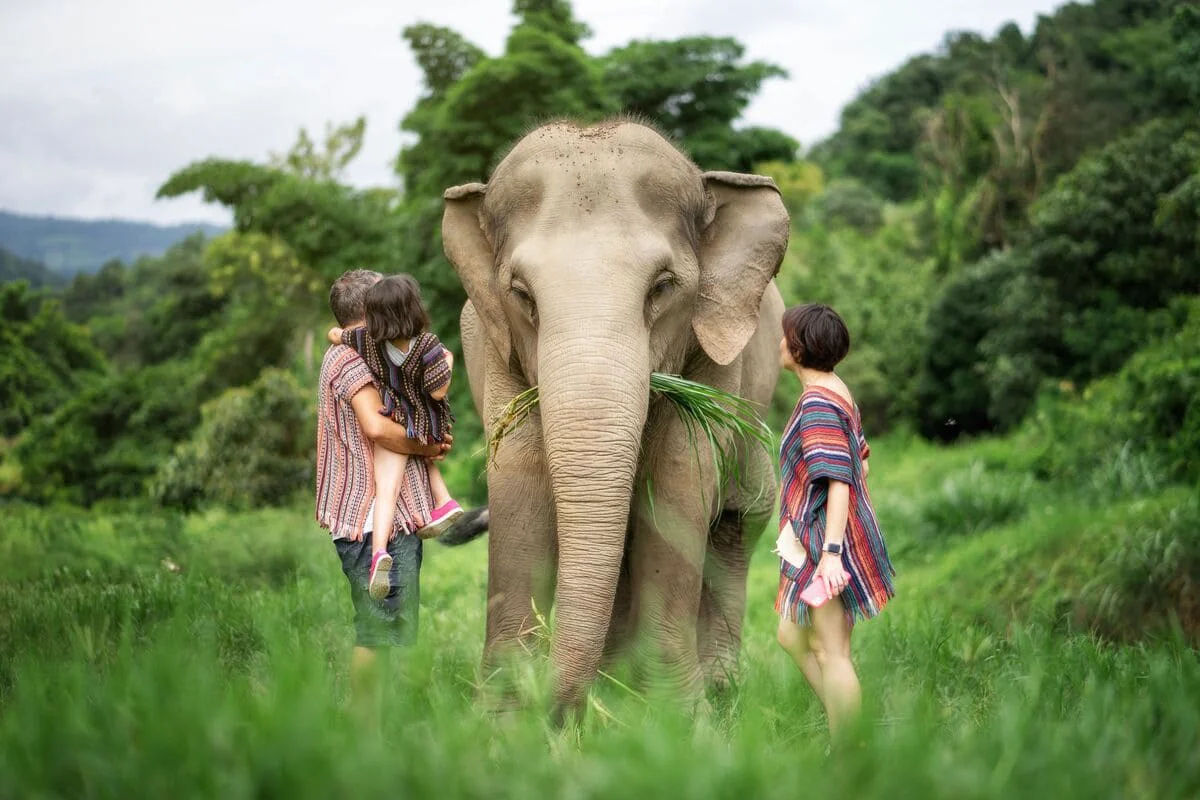 Elephant walking freely in nature during Chiang Mai Elephant Jungle Sanctuary One Day Care tour
