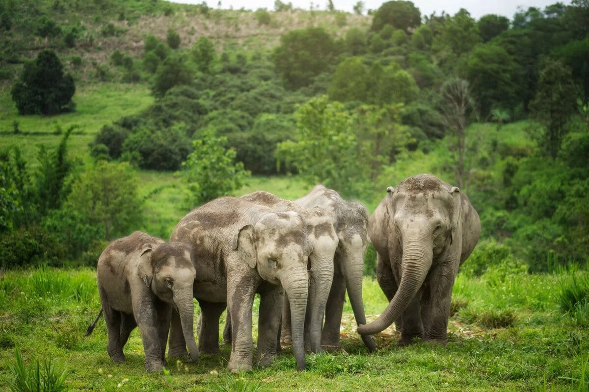 Elephant herd roaming freely at Chiang Mai Elephant Jungle Sanctuary in Thailand