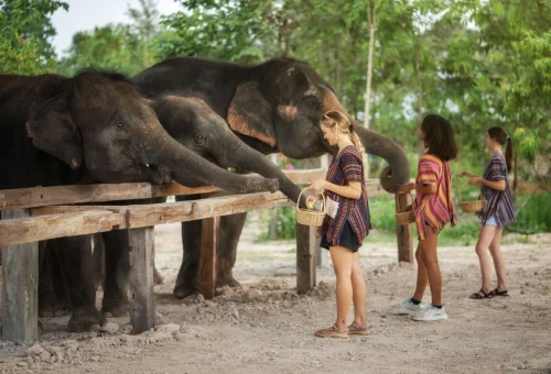 chiang-mai-elephant-sanctuary-one-day-care-feeding-elephants