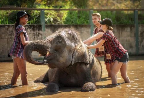 Chiang Mai Elephant Sanctuary Elephant Care Experience