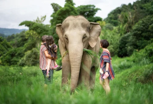 chiang-mai-elephant-sanctuary-elephant-nature-experience